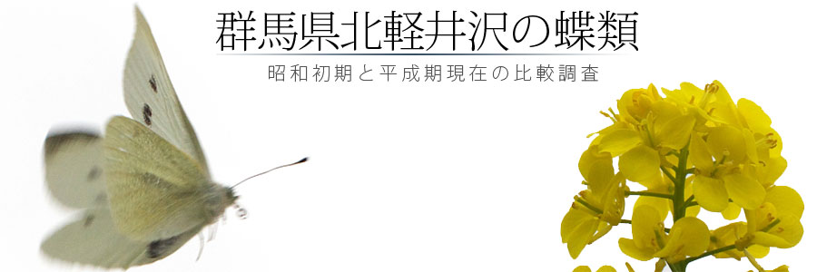 群馬県北軽井沢の蝶類 昭和初期と平成期現在の比較調査