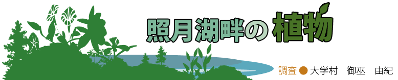照月湖畔の植物　調査　大学村　御巫由紀
